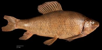 Media type: image;   Ichthyology 154886 Aspect: lateral